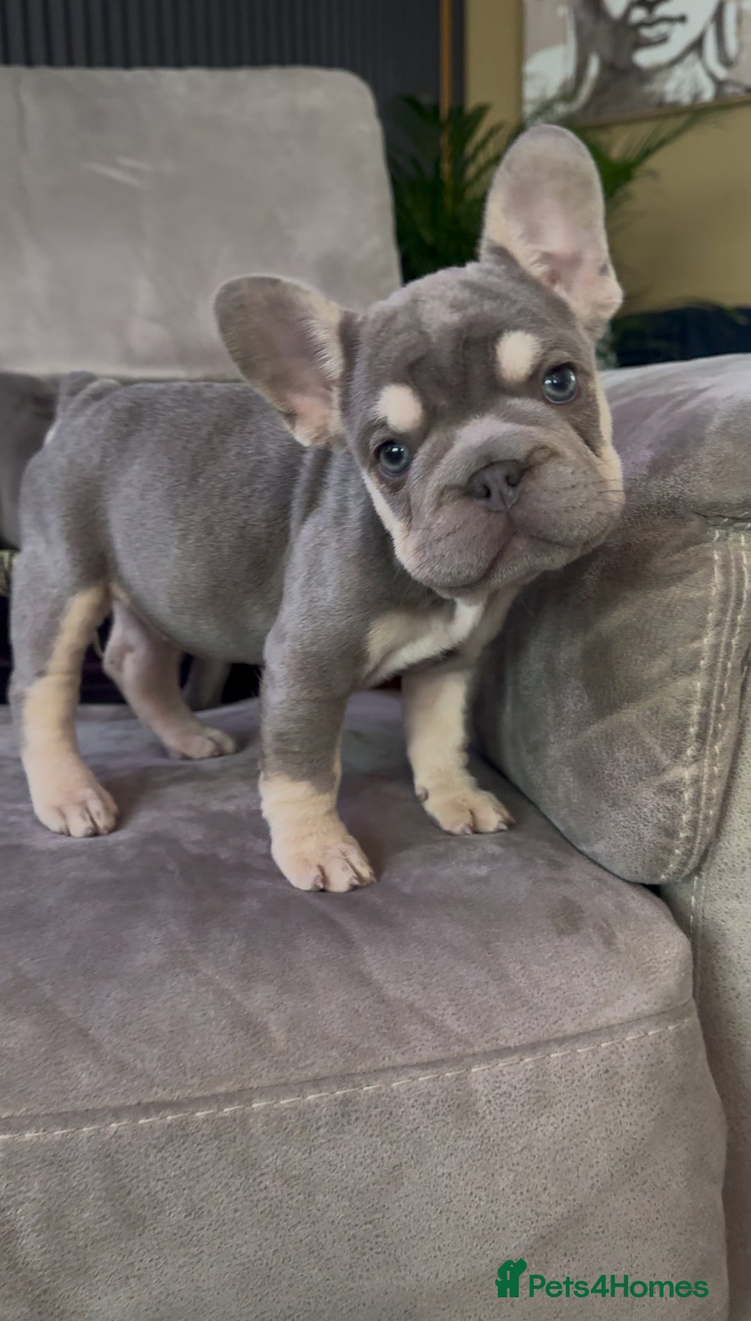 French Bulldog dogs for sale: Frenchie girl puppy’s 1 visual fluffy, 1 big rope  - Image 9
