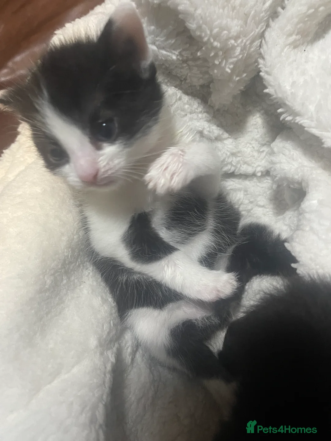 Mixed Breed cats for sale: Lovely boy & girl - Advert 10