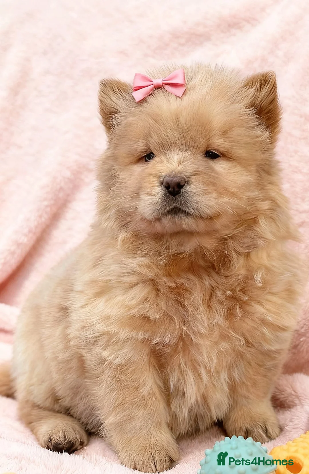 Chow Chow dogs for sale: RKC reg Chow chow puppies  - Advert 9
