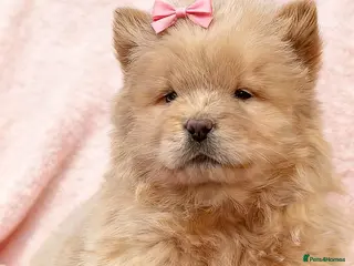 Chow Chow dogs RKC reg Chow chow puppies - Advert 4