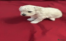 Bichon Frise dogs for sale: ✨ Bichon Frisé Puppies from Champion Bloodlines ✨ - Advert 27