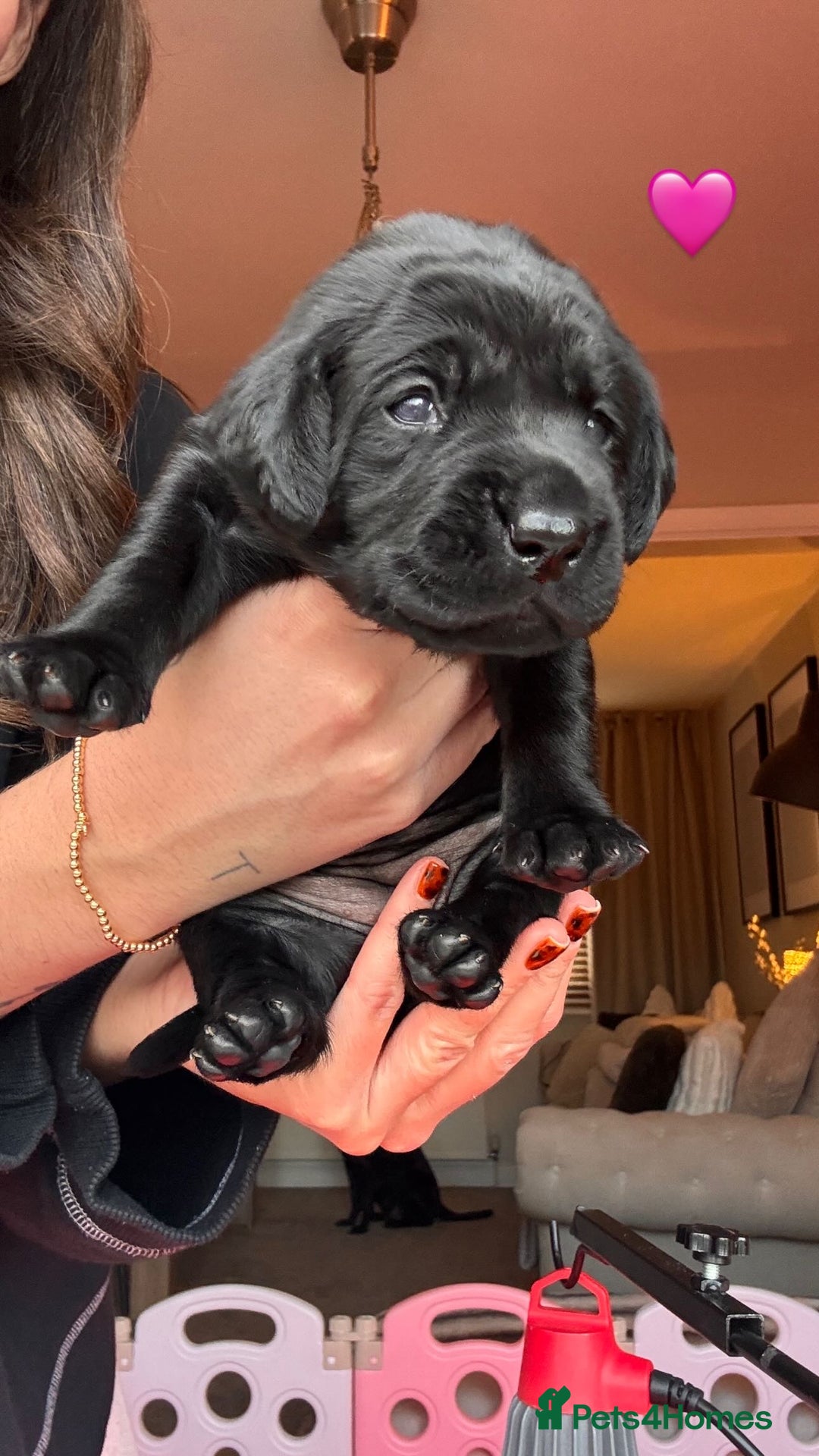 Labrador Retriever dogs for sale: Beautiful KC Labs / DRAKESHEAD - 1 BOY LEFT! - Advert 14