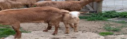 Goats livestock for sale: Golden Guernsey goat kids wethers  in Yeovil - Advert 1