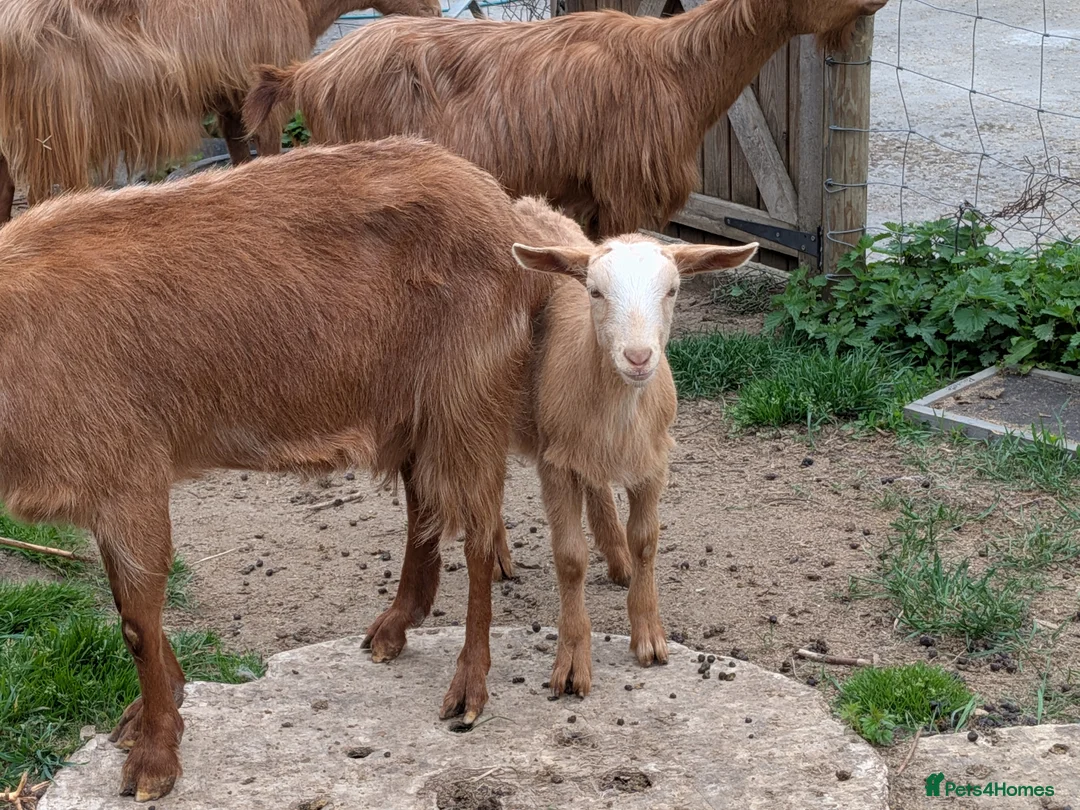 Goats livestock for sale: Golden Guernsey goat kids wethers  in Yeovil - Advert 1