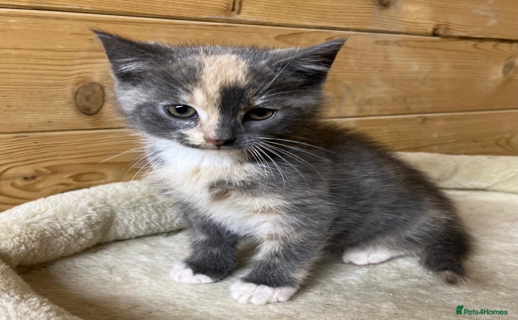 Mixed Breed cats - Advert 1