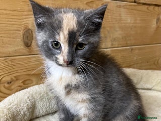 Mixed Breed cats - Advert 1