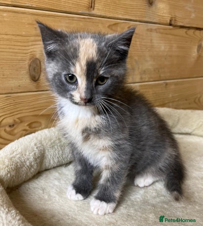 Mixed Breed cats - Advert 1
