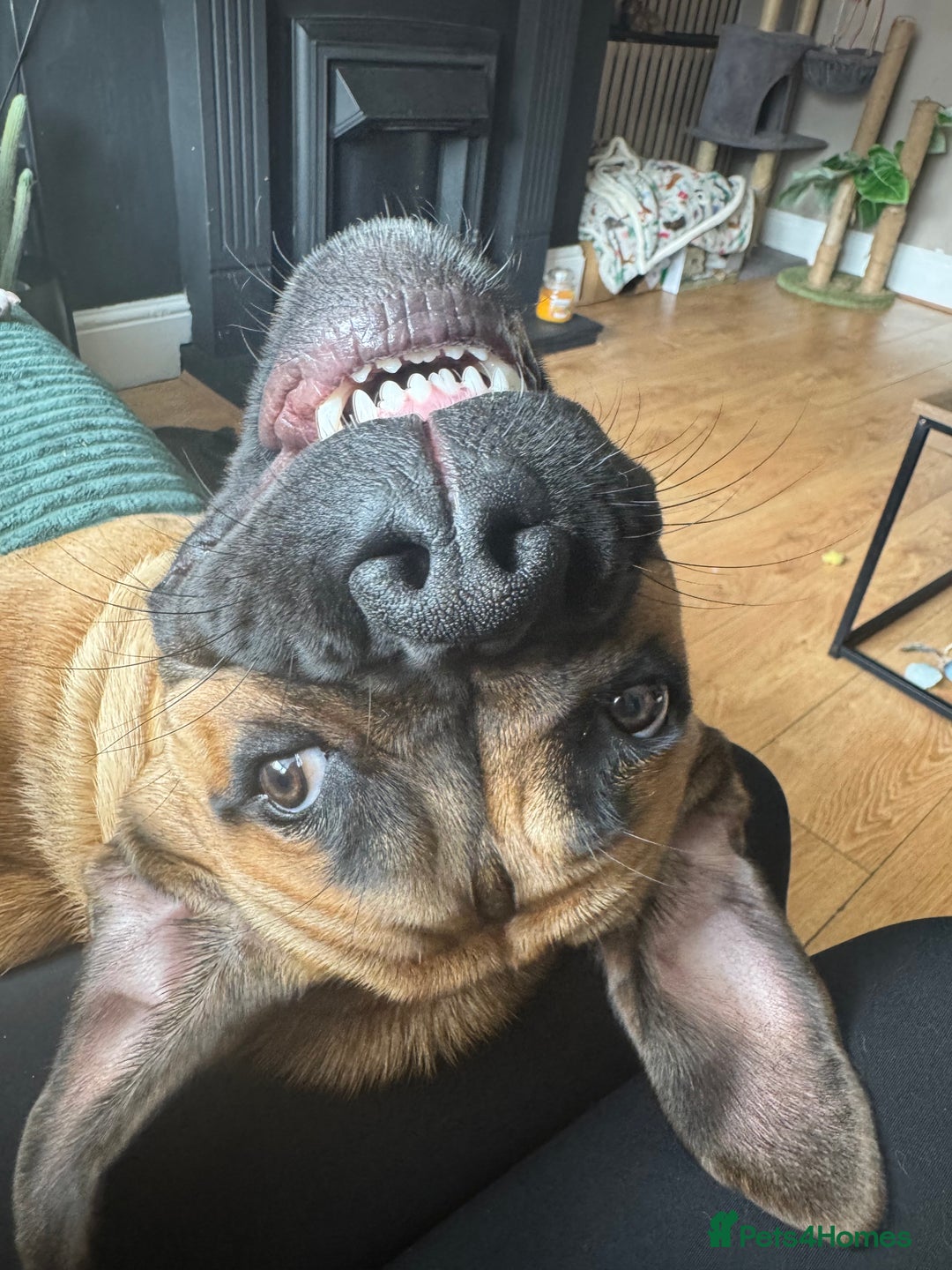 Cane Corso dogs for sale: Female cane Corso - Advert 6