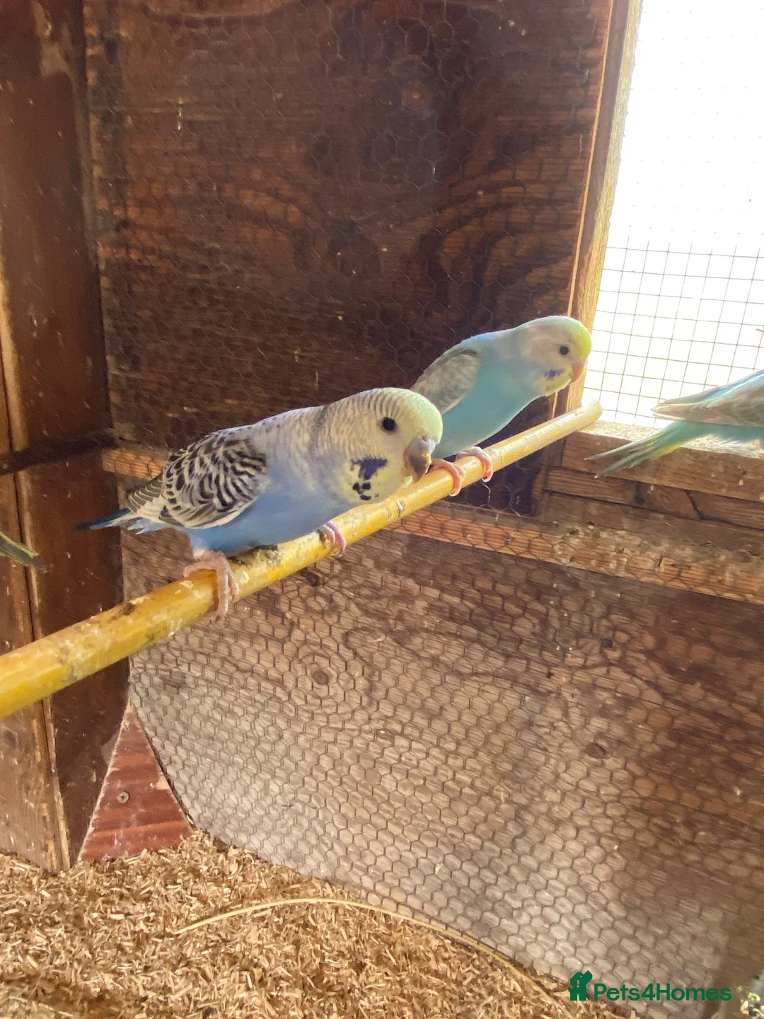 Budgerigars birds for sale: Baby budgies  - Advert 2