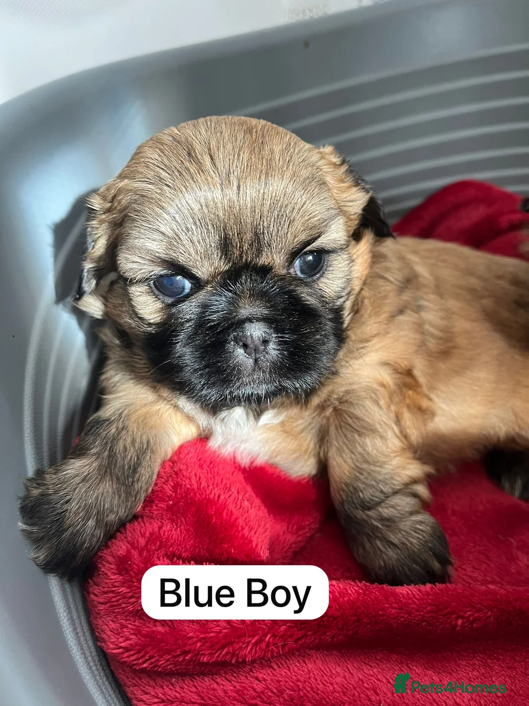 Shih Tzu dogs for sale: Imperial Shih Tzu for Sale in Wigan - Advert 3