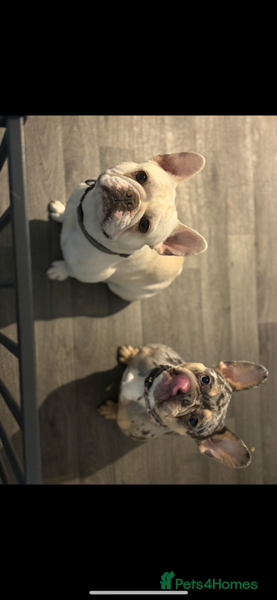 French Bulldog dogs Male French bulldog  - Advert 1