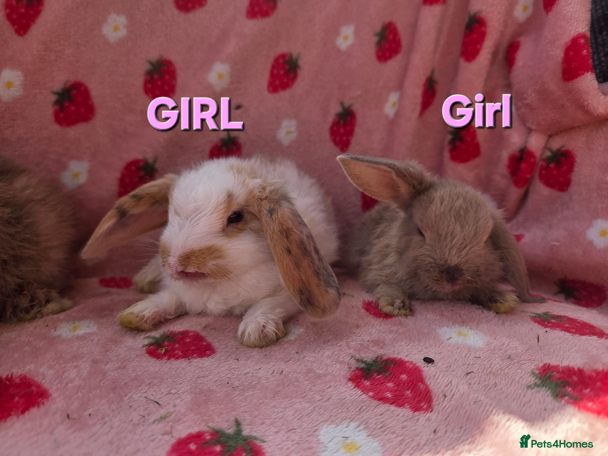 Mini Lop rabbits Mini lop baby rabbits  ready 17th July - Advert 1