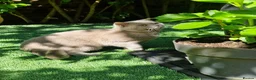British Shorthair cats for stud: 🌟Exclusive Import ⭐World-Class Type🌟 - Advert 2