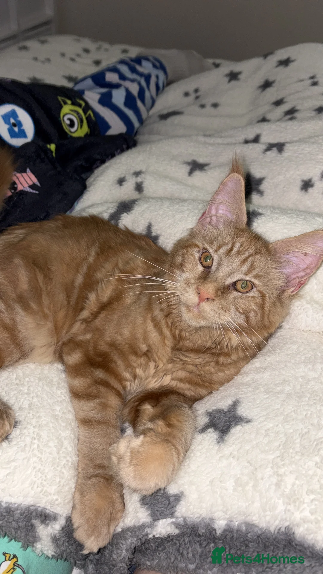 Maine Coon cats for sale: Adorable Maine Coon Looking for a Loving Home - Advert 4
