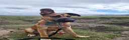 Mixed Breed dogs for sale: Belgian malinois x Dutch herder  in Torrington - Advert 2