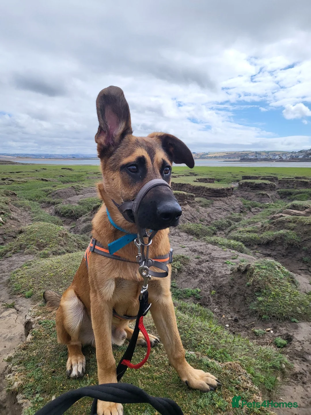 Mixed Breed dogs for sale: Belgian malinois x Dutch herder  in Torrington - Advert 2
