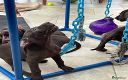 Mixed Breed dogs for sale: Stunning boys and girls available  - Image 15