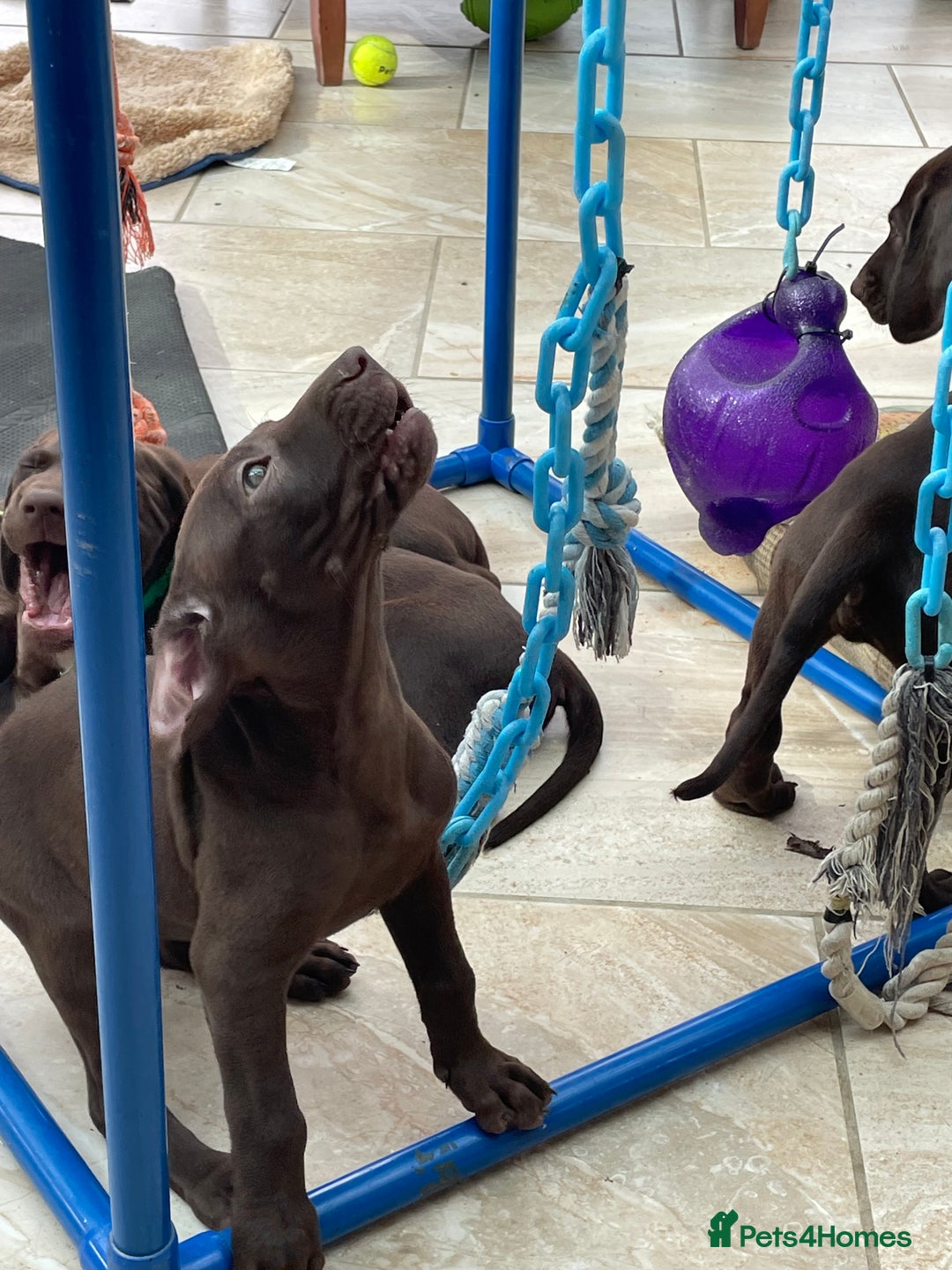Mixed Breed dogs for sale: Stunning boys and girls available  - Image 15