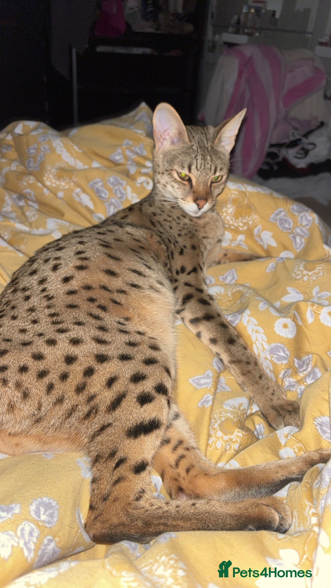Savannah cats 🔥 Exceptional Savannah F3Kittens Rare Markings 🔥 - Advert 2