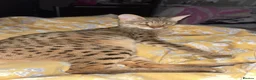 Savannah cats for sale: 🔥 Exceptional Savannah F3Kittens Rare Markings 🔥 - Advert 2