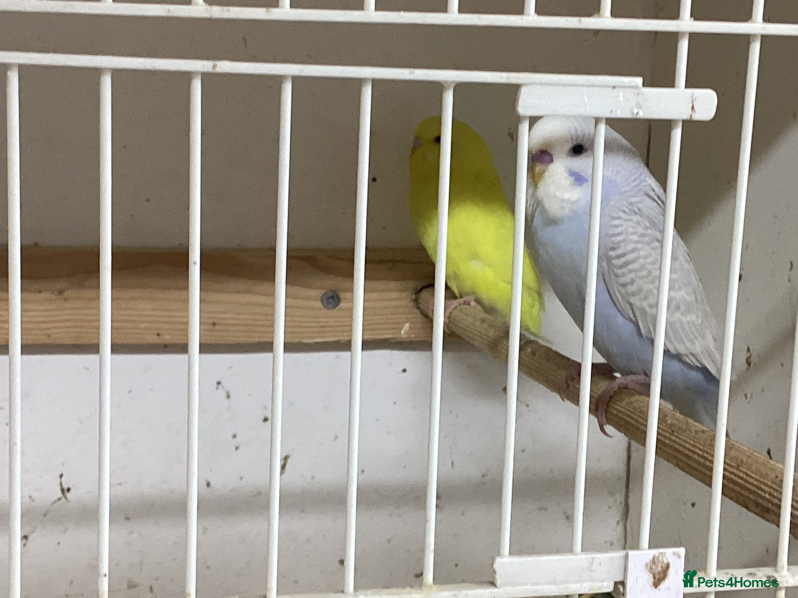 Budgerigars birds New pictures New baby budgies buy 2 for £40 - Advert 3