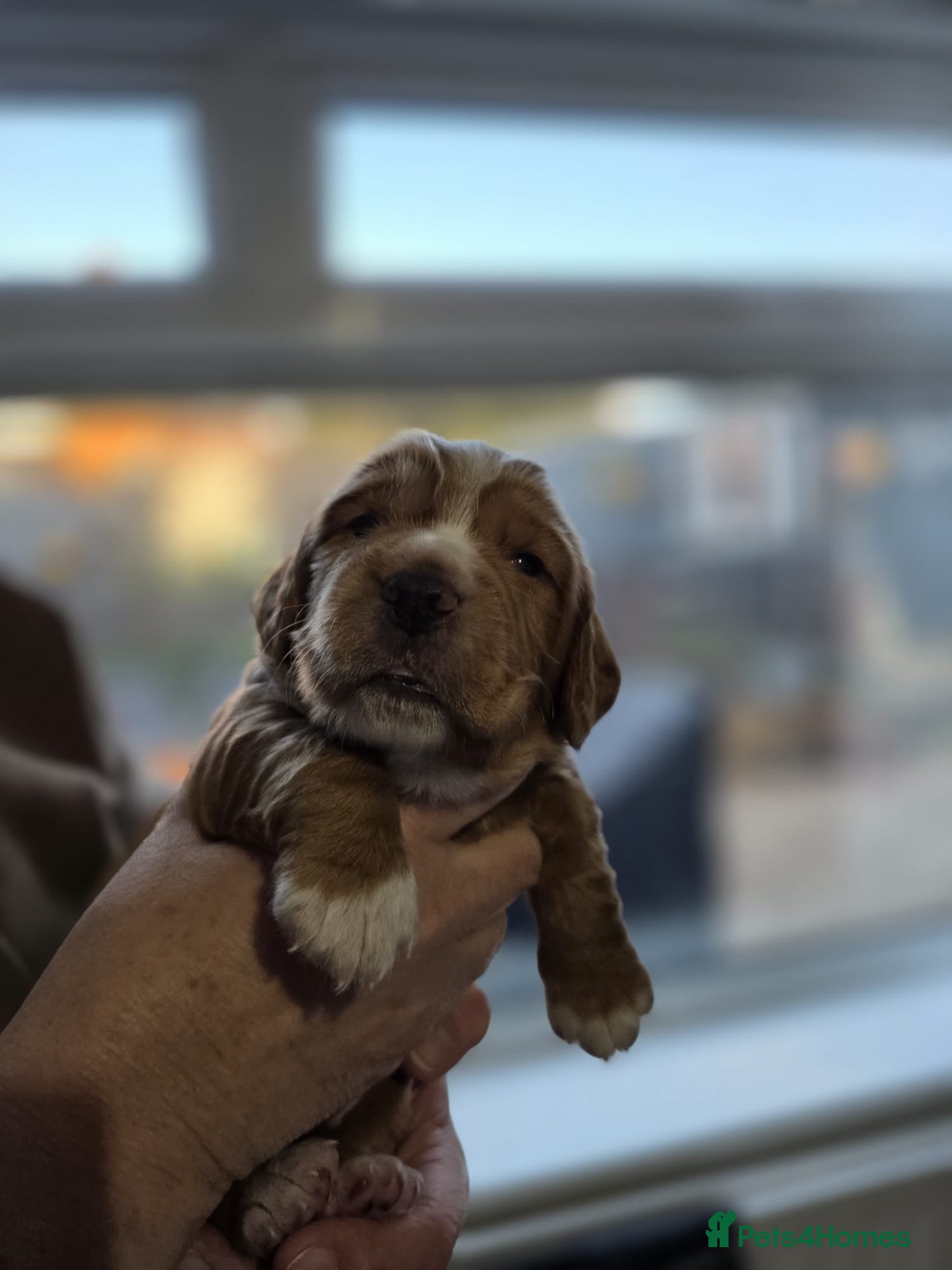 Cocker Spaniel dogs RKC Registered Working Cocker Spaniel Litter - Advert 2