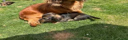 Miniature Dachshund dogs for sale: Mini Long Haired Daschund 2 girls left - Advert 11