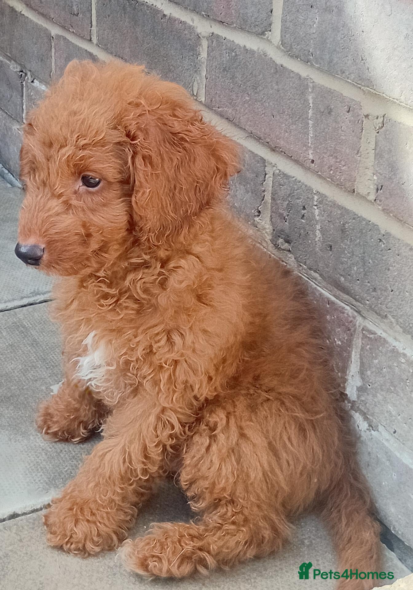 Mixed Breed dogs LAST MAN STANDING Mini poodles - Advert 1