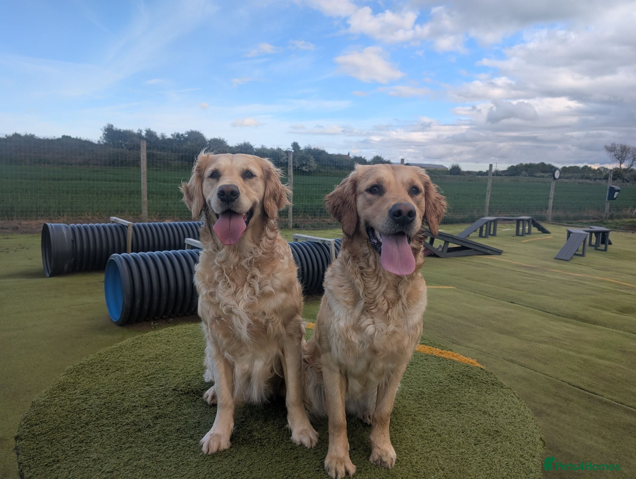 Golden Retriever dogs Champion Pedigree Puppies - Advert 2