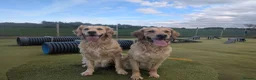 Golden Retriever dogs for sale: Champion Pedigree Puppies - Advert 2