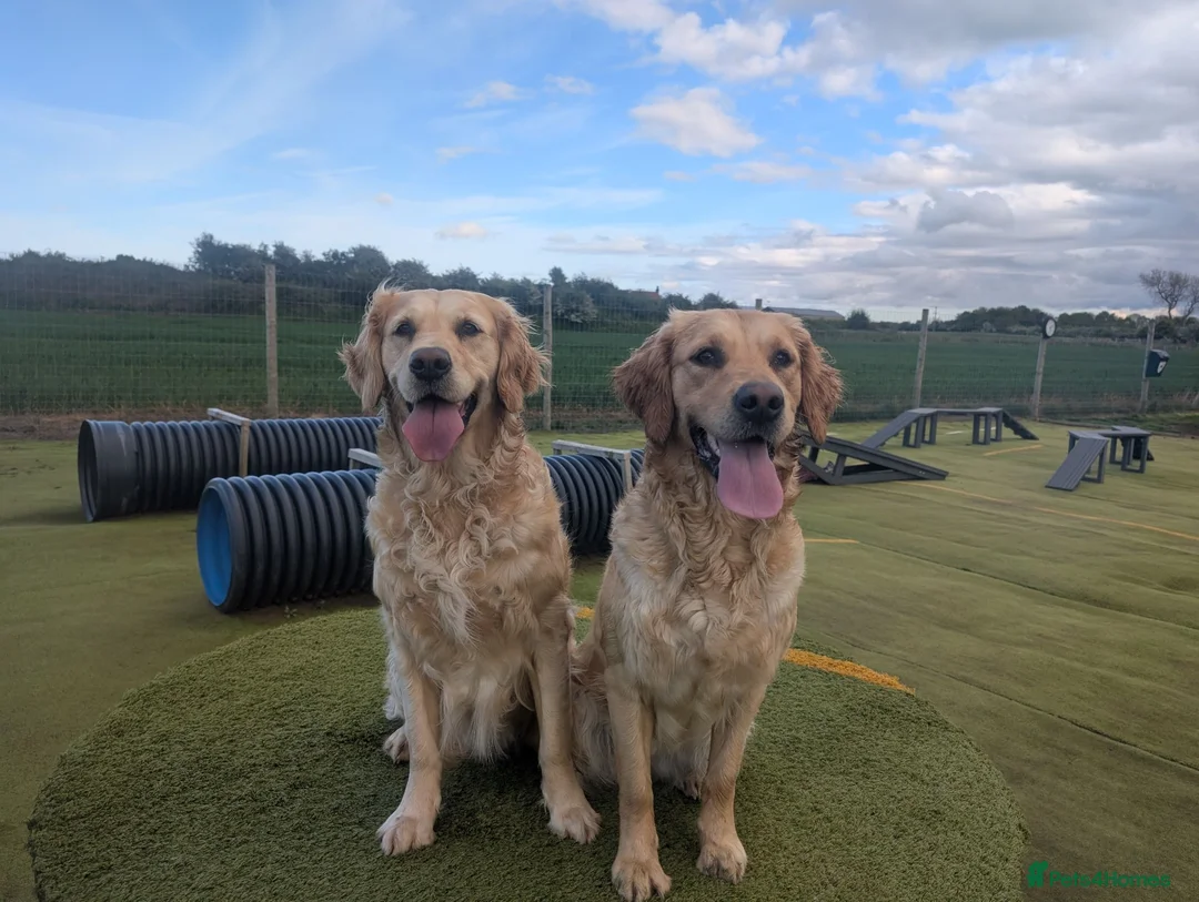 Golden Retriever dogs for sale: Champion Pedigree Puppies - Advert 2