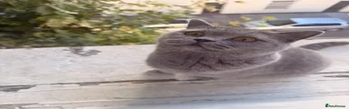 British Shorthair 1