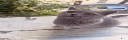 British Shorthair cats for sale: Gorgeous British short hair 5 months old kitten  - Advert 12