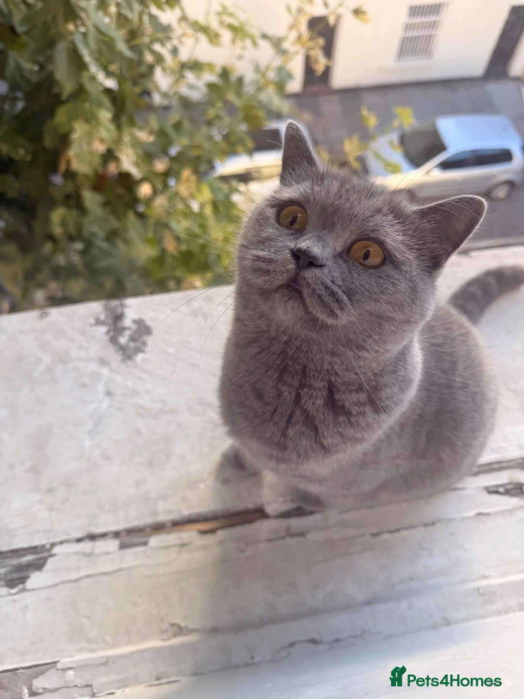British Shorthair cats for sale: Gorgeous British short hair 5 months old kitten  - Advert 12