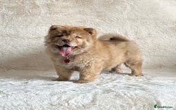 Chow Chow dogs for sale: Exotic colour chowsky puppies for sale  - Image 6