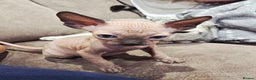 Sphynx cats for sale: Sphynx kittens for sale - Advert 2