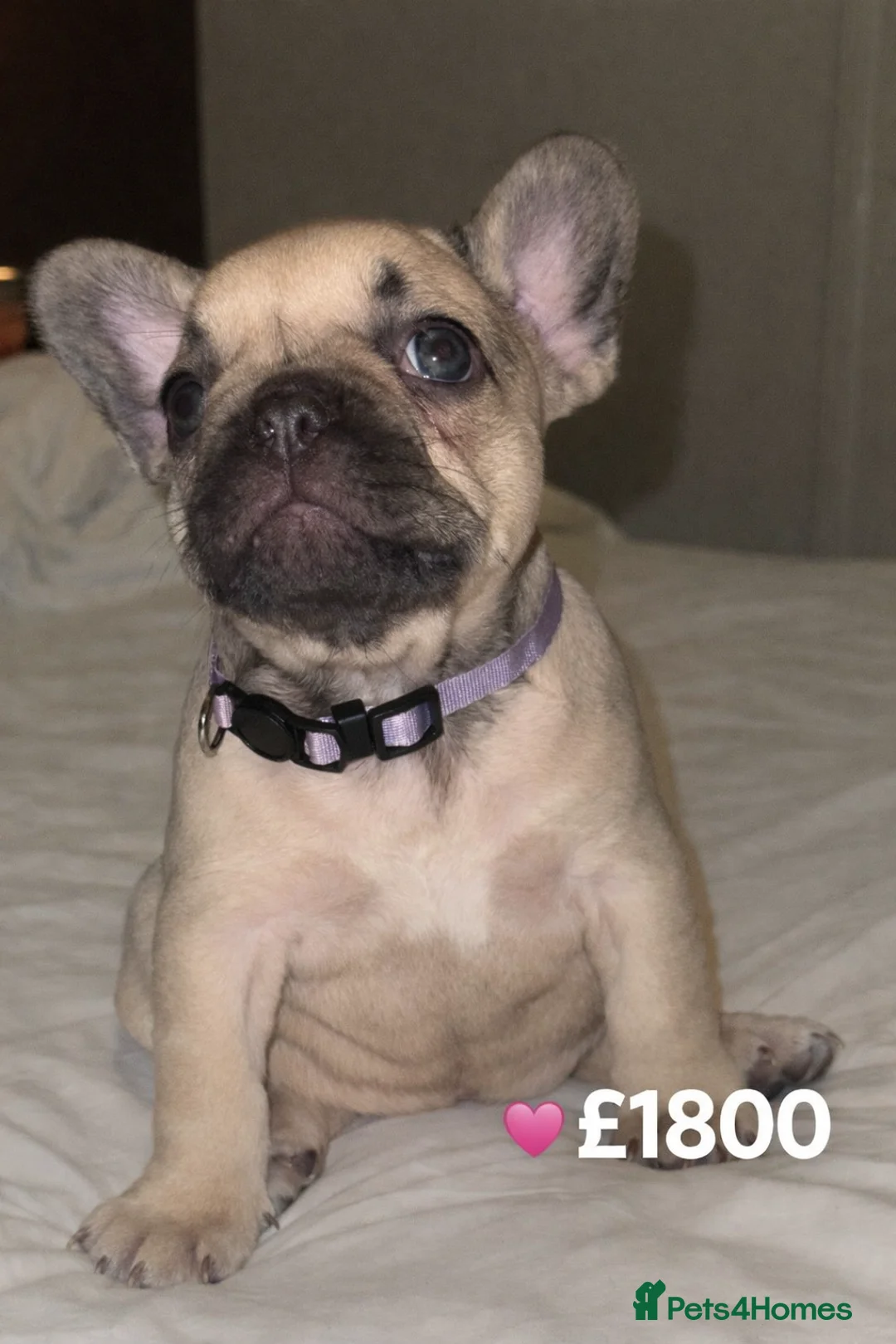 French Bulldog dogs for sale: Elegant Litter of Six KC Registered French Bulldog - Advert 23