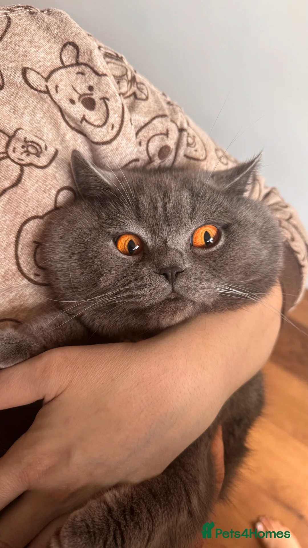British Shorthair cats for stud: Stunning 5th Generation pedigree BSH in London - Advert 2