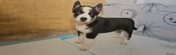 Huskita dogs for sale: Puppies for sale  - Advert 19