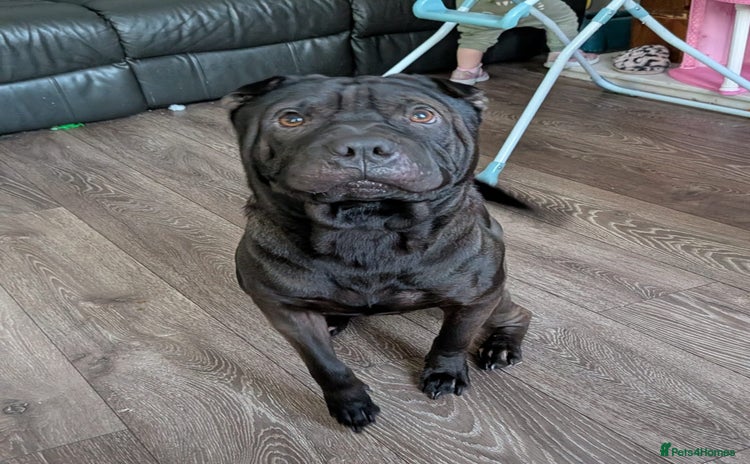Shar Pei dogs - Advert 1