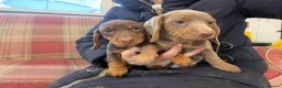 Miniature Dachshund dogs for sale: Mini dachshund 2 smooth boys available  - Advert 13