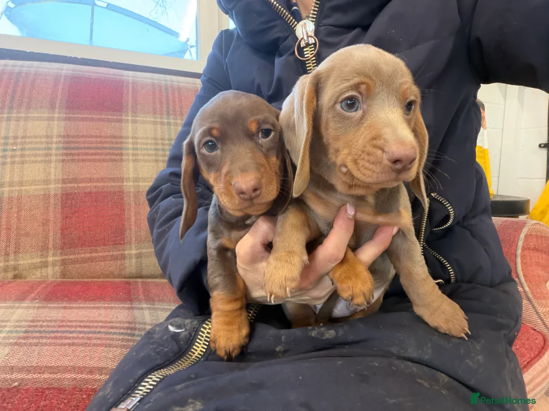 Miniature Dachshund dogs for sale: Mini dachshund 2 smooth boys available  - Advert 13