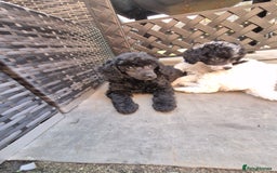 Maltipoo dogs for sale: Maltipoo puppies ready now  - Image 31