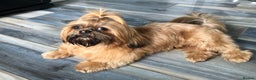 Shih Tzu dogs for stud: Shih tzu stud (Proven) not for sale in Glasgow - Advert 10