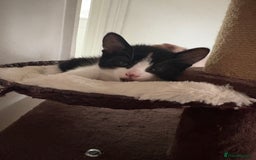 Mixed Breed cats for sale: Beautiful mixed breed kittens - Image 28