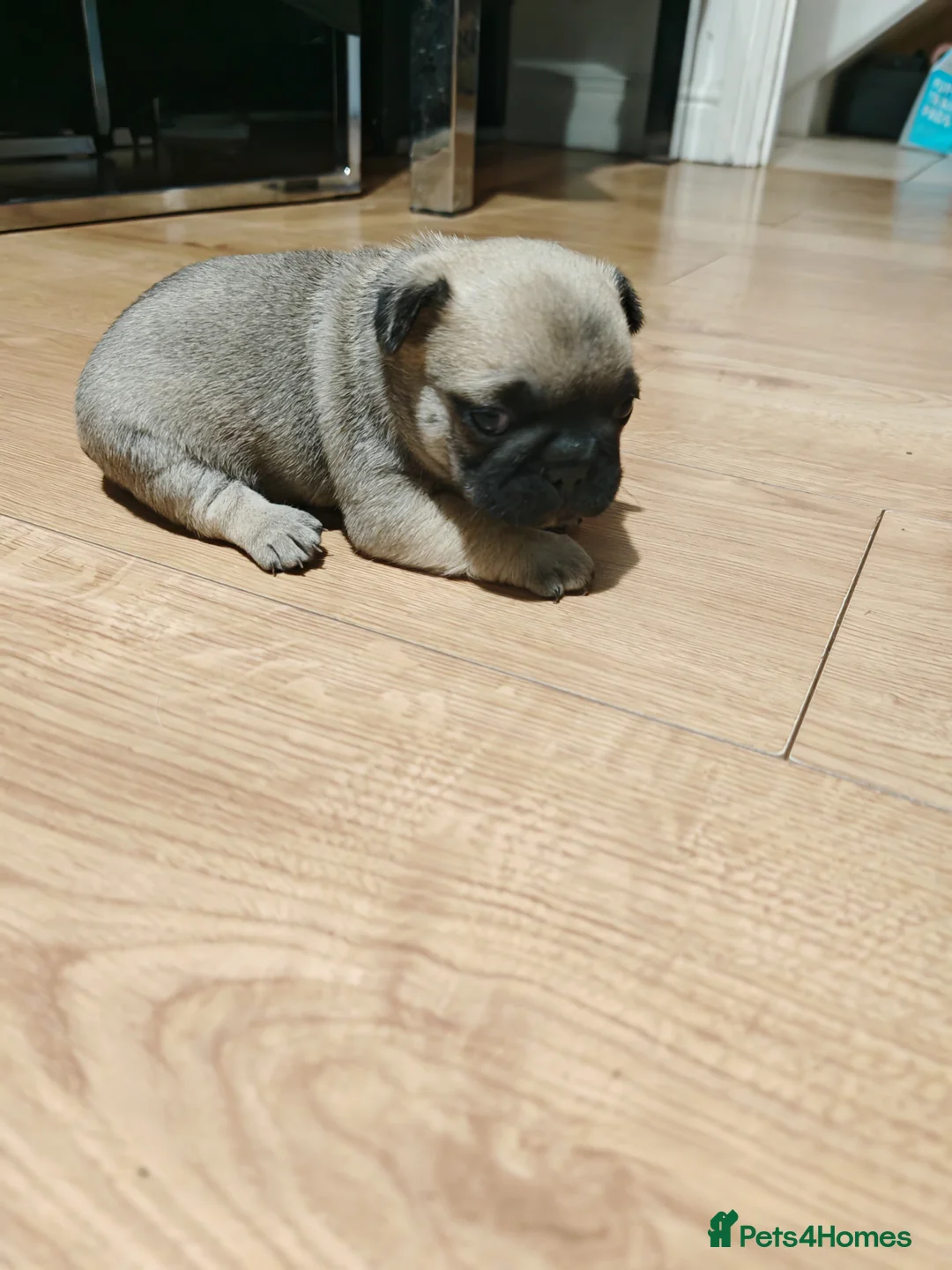 Frug dogs for sale: Frug puppies  - Advert 10