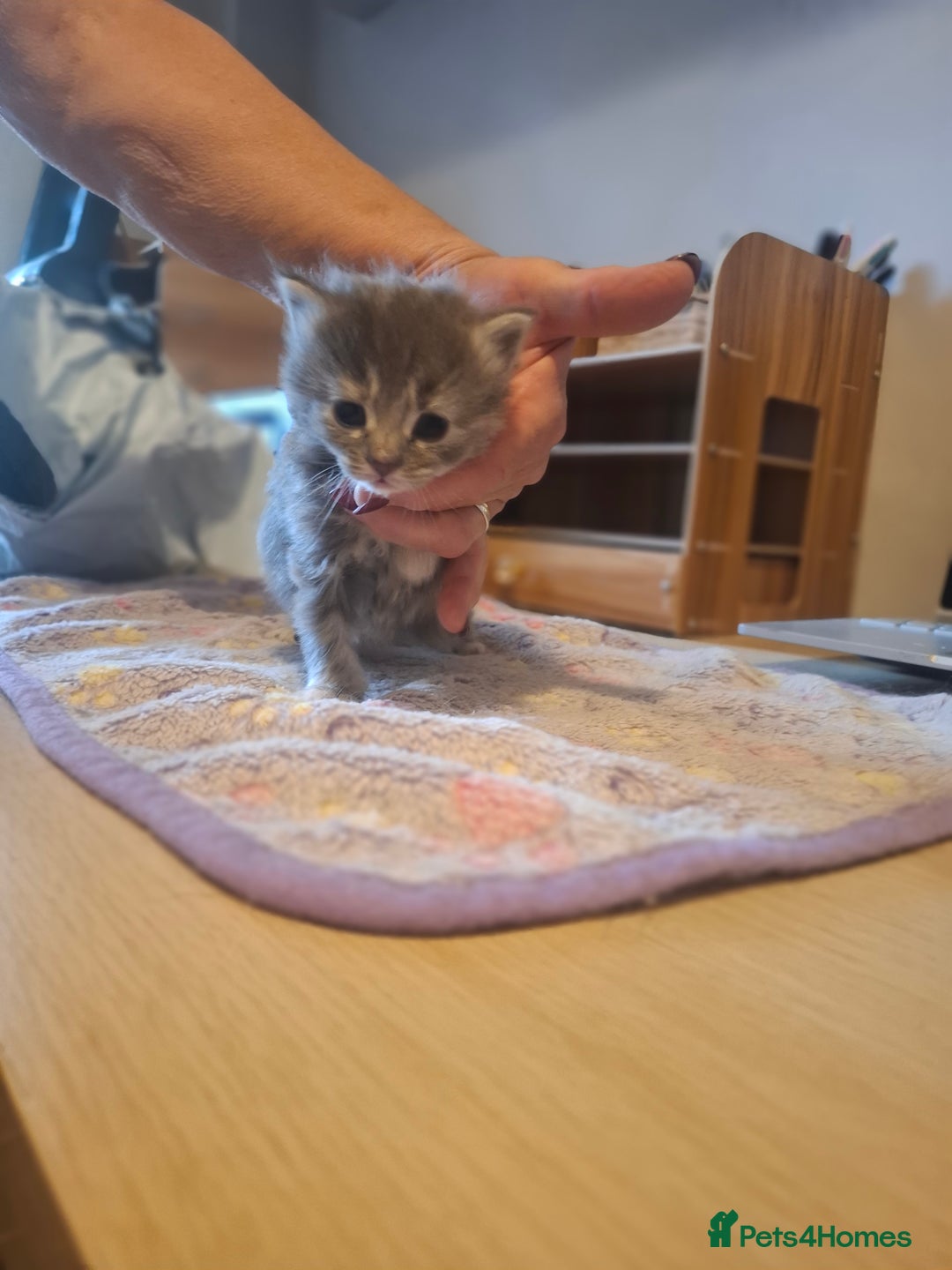 Mixed Breed cats for sale: 1 kitten left ready  2nd sept  - Image 20