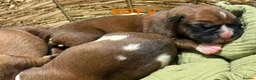 Boxer dogs for sale: Beautiful boxer puppies  - Advert 19