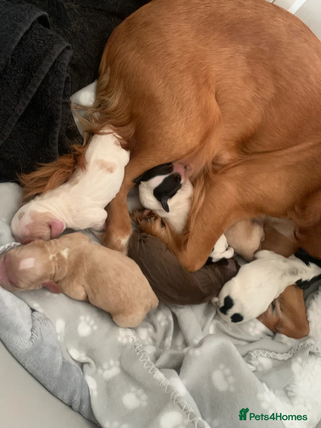 Cocker Spaniel dogs for sale: Six gorgeous cocker spaniel pups - Advert 2