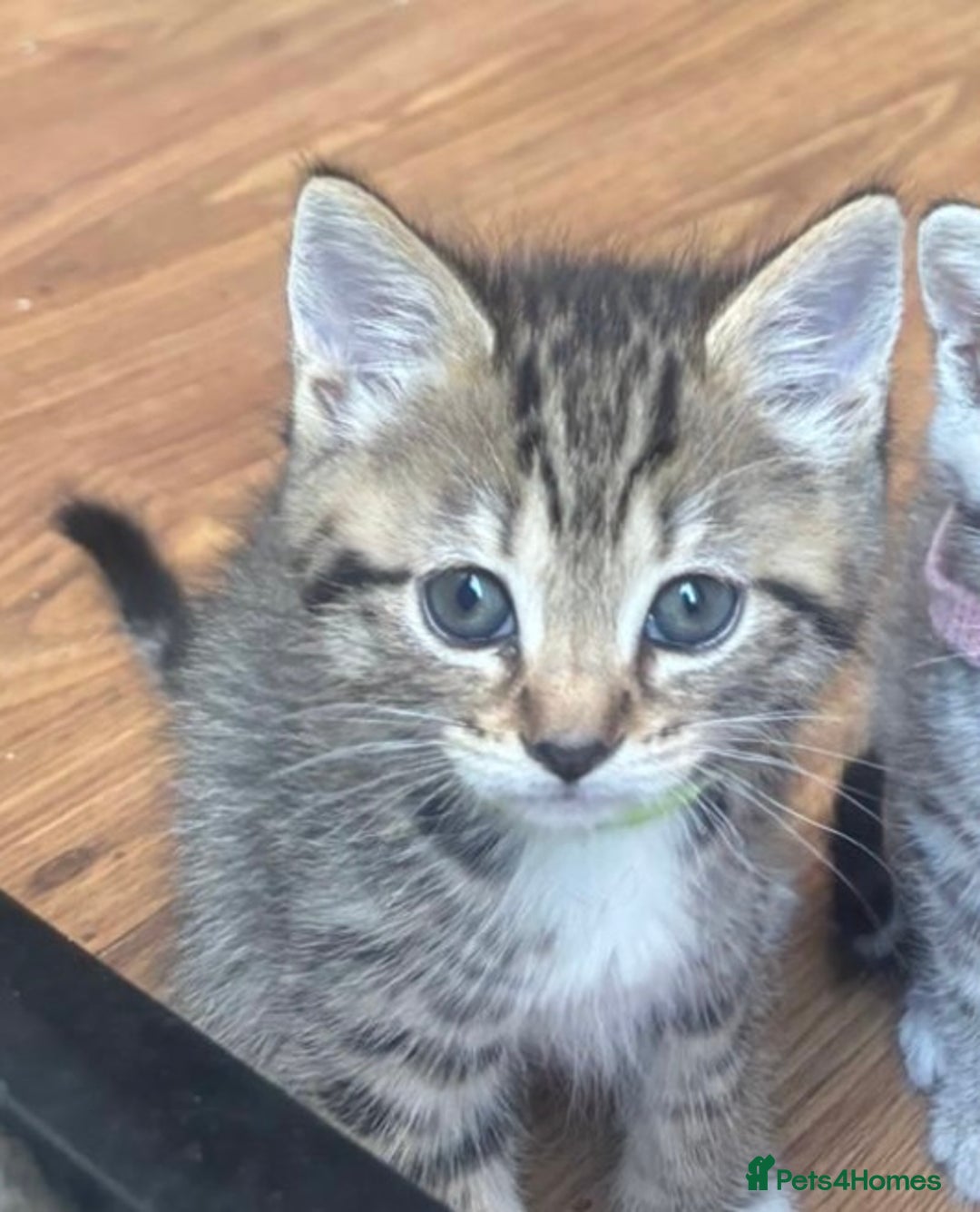 Mixed Breed cats for sale: Silver & brown British shorthair / bengal kittens  - Image 30